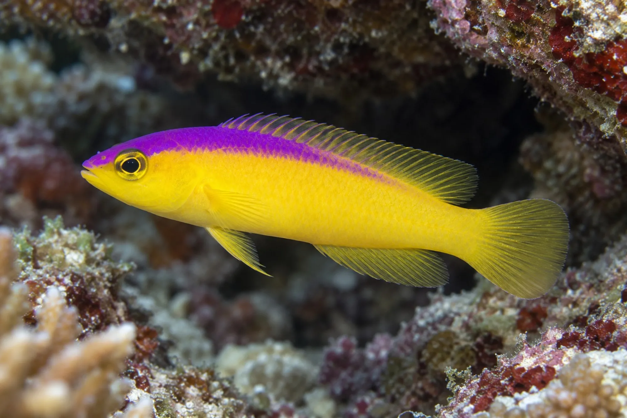 Diadem Zwergbarsch, Pictichromis diadema