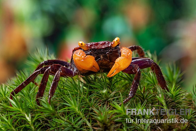 Rusty-Vampirkrabbe, Geosesarma sp. 'Iron Fist', Paar (1 Männchen + 1 Weibchen)