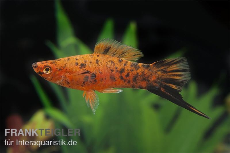 Schwertträger Berlin/Calico, Xiphophorus helleri