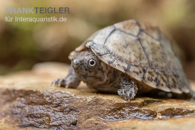 Gekielte Moschusschildkröte, Kinosternon carinatum