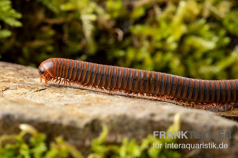 Oranger Piphun-Tausendfüßer, Spirobolus sp. “Orange Piphun”