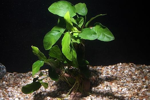 Nano-Stamm mit Anubias nana, auf Nano-Stamm