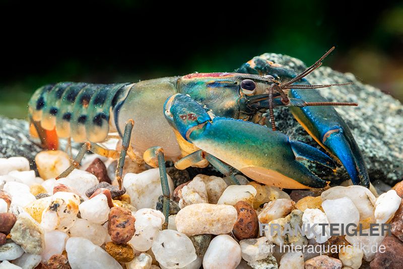 Cherax "Blue Lightning Striped", Cherax misolicus, Paar (1 Männchen + 1 Weibchen)