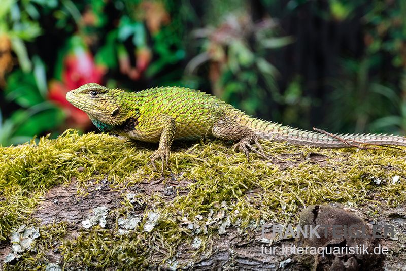 Malachit-Stachelleguan, Sceloporus malachiticus, gemischt