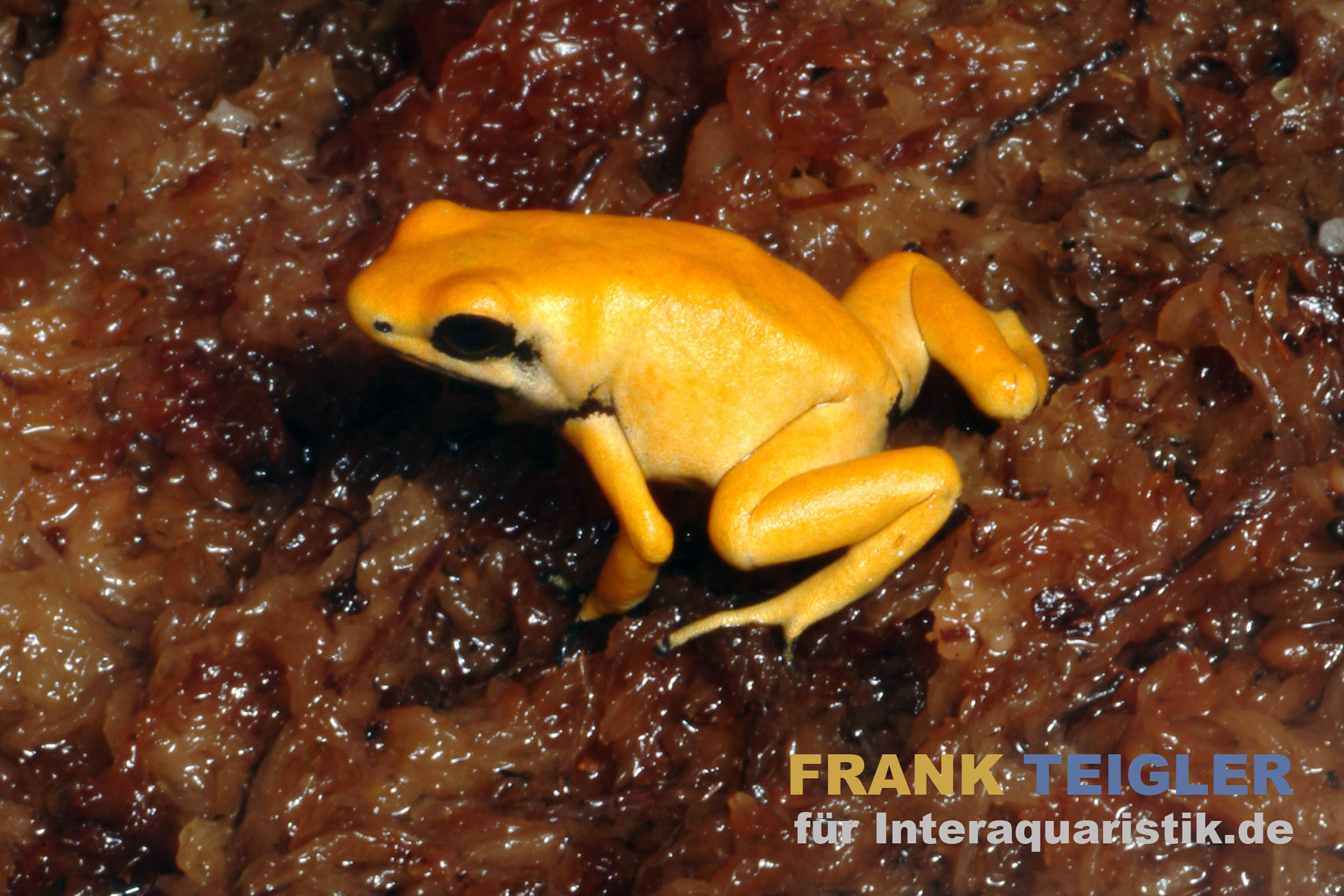 Schrecklicher Pfeilgiftfrosch, Phyllobates terribilis