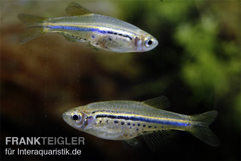 Tüpfelbärbling, Danio nigrofasciatus