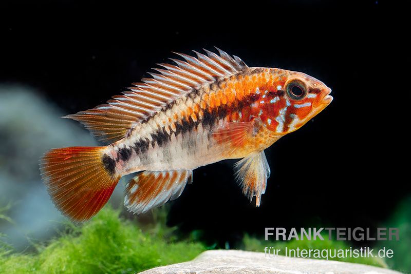 Villavicencio-Zwergbuntbarsch "Red Mask", Apistogramma macmasteri Red Mask, paarweise