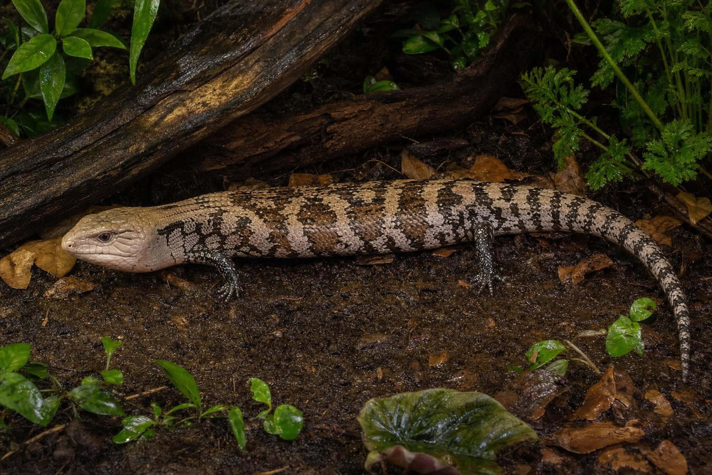 Halmahera-Riesenblauzungenskink, Tiliqua gigas