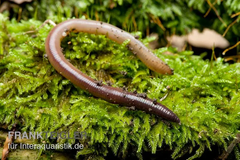 Laubwurm, Lumbricus rubellus, 18 Stück