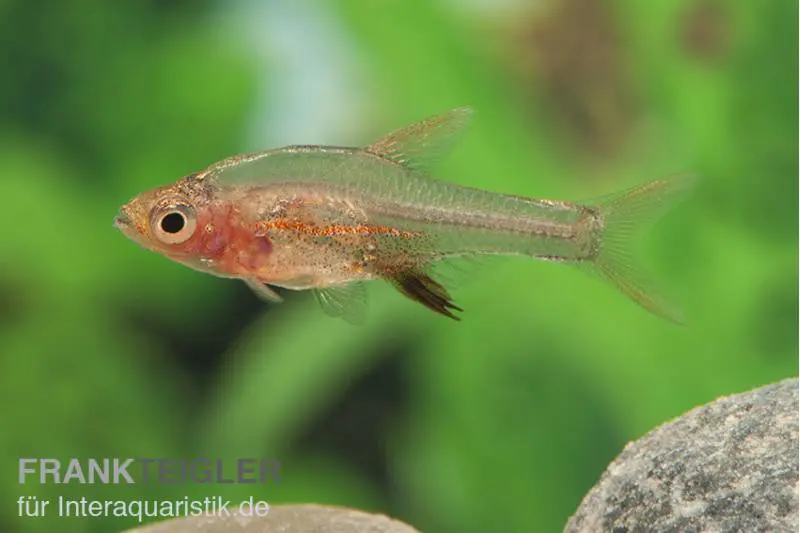 Axelrods Bärbling rot, Rasbora axelrodi (Minifisch)