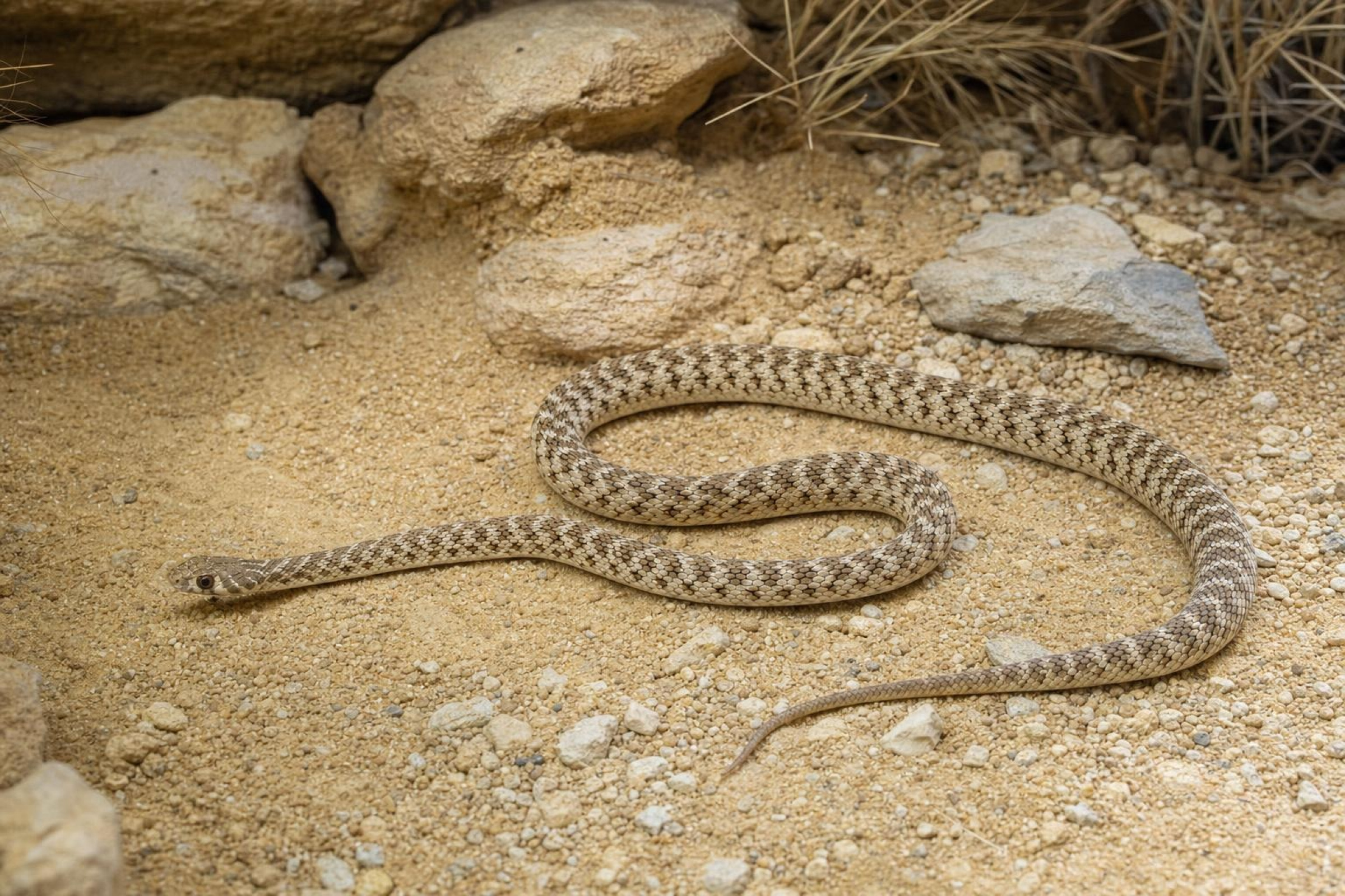 Andersons Pfeilnatter, Platyceps rogersi