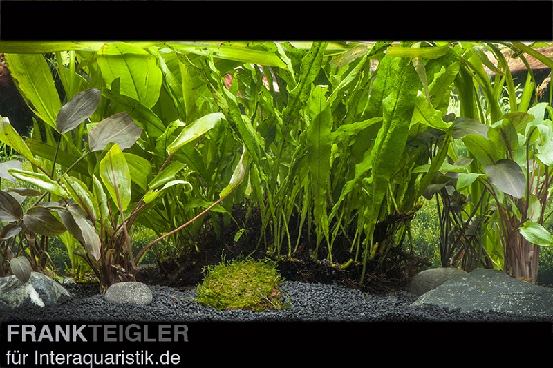 Aquarienpflanzen-Sortiment für große Aquarien ab 150 cm, Aquarienpflanzen-Set