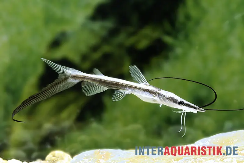 Spatelwels, Sorubim lima, 6-8 cm