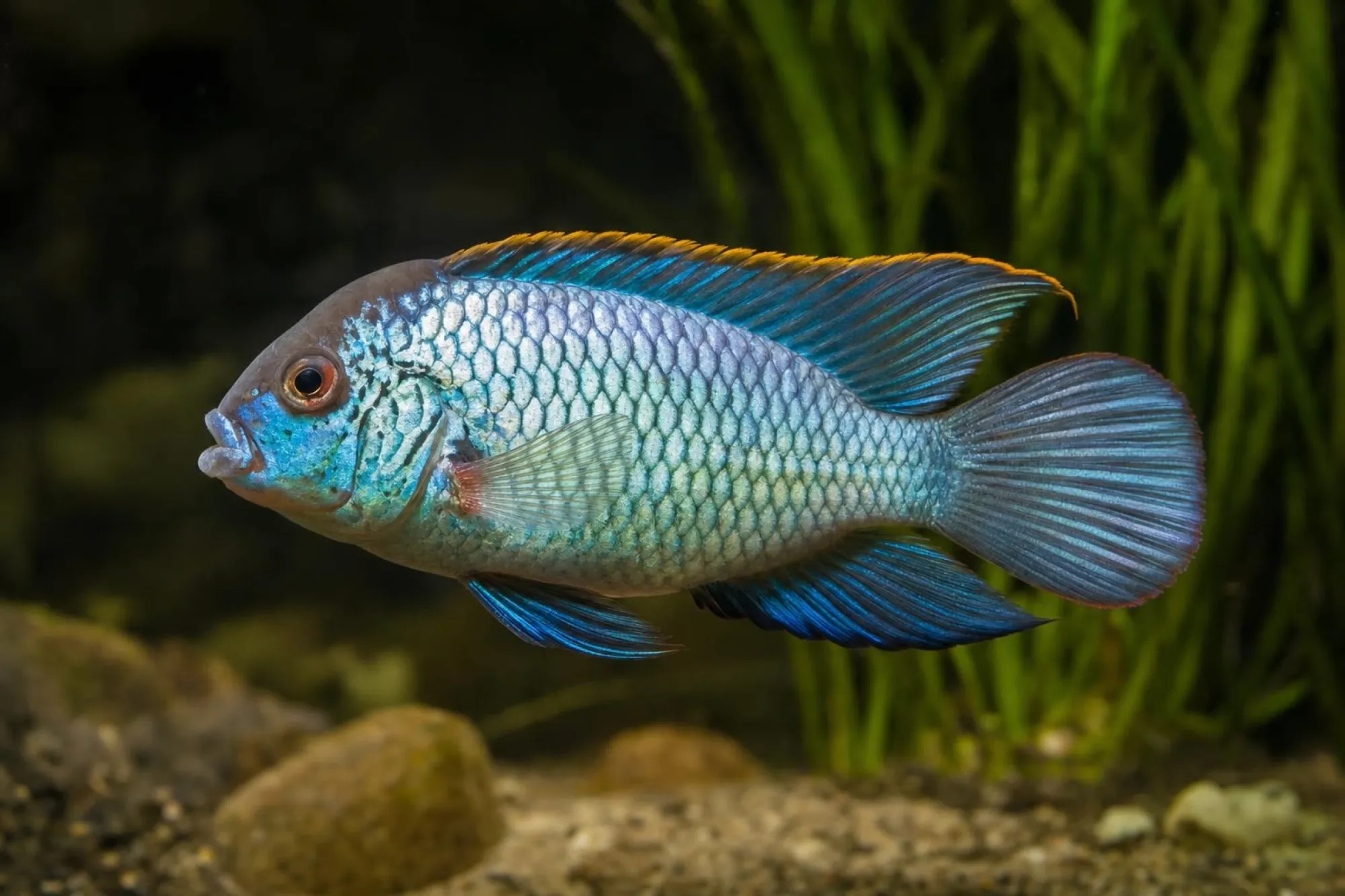 Glänzender Zwergbuntbarsch „Super Blue“, Nannacara anomala, ca. 4,0-5,0 cm