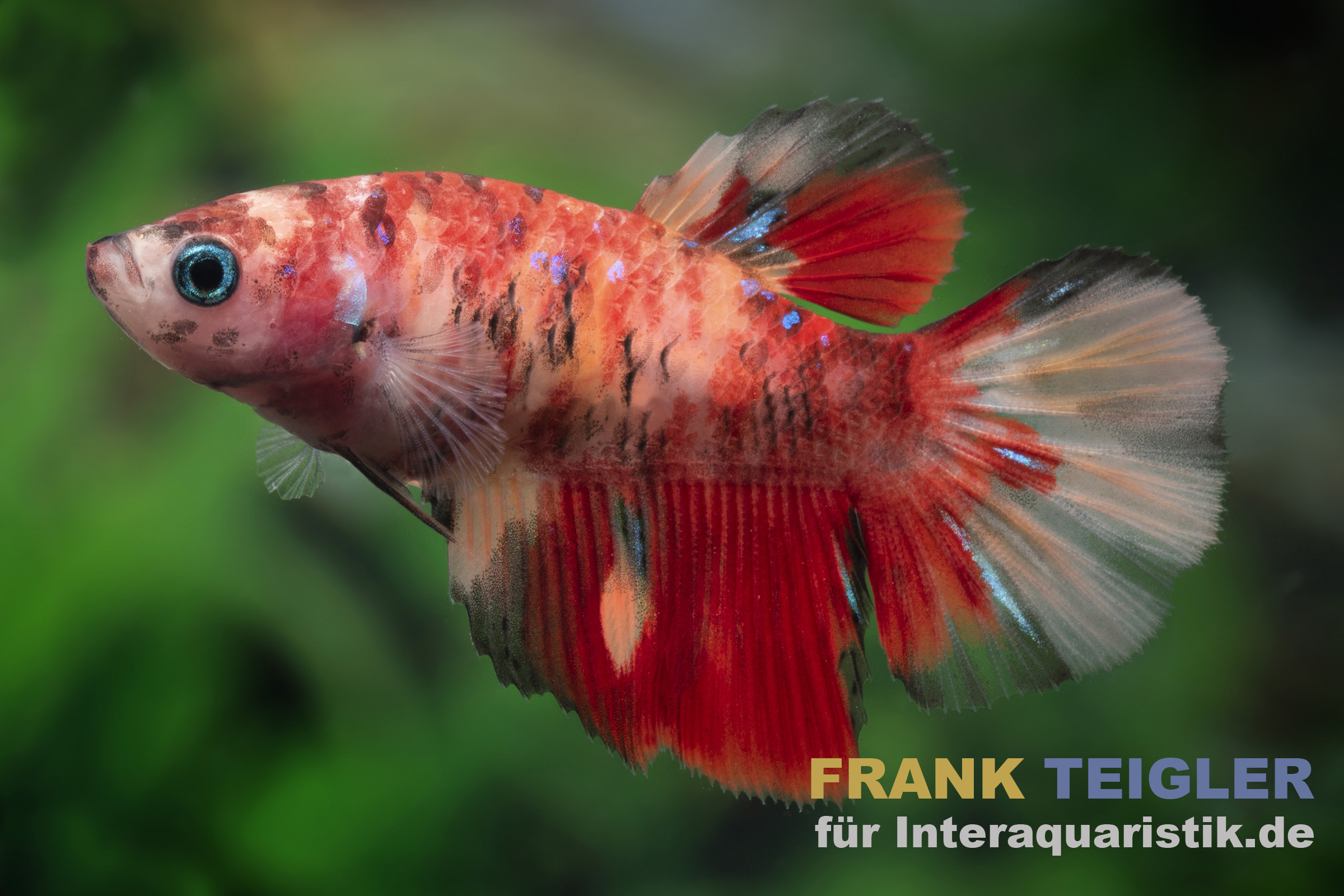 Halfmoon Kampffisch Nemo, Betta splendens, Weiblich