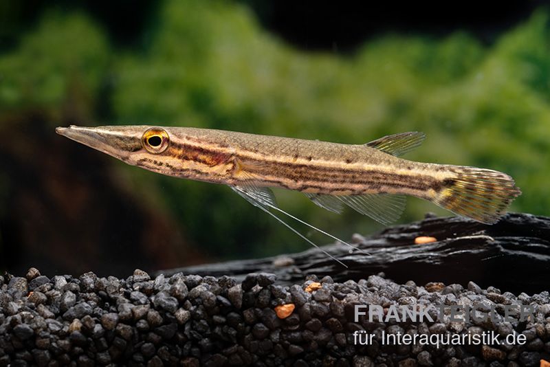 Hechtkopf, Luciocephalus pulcher