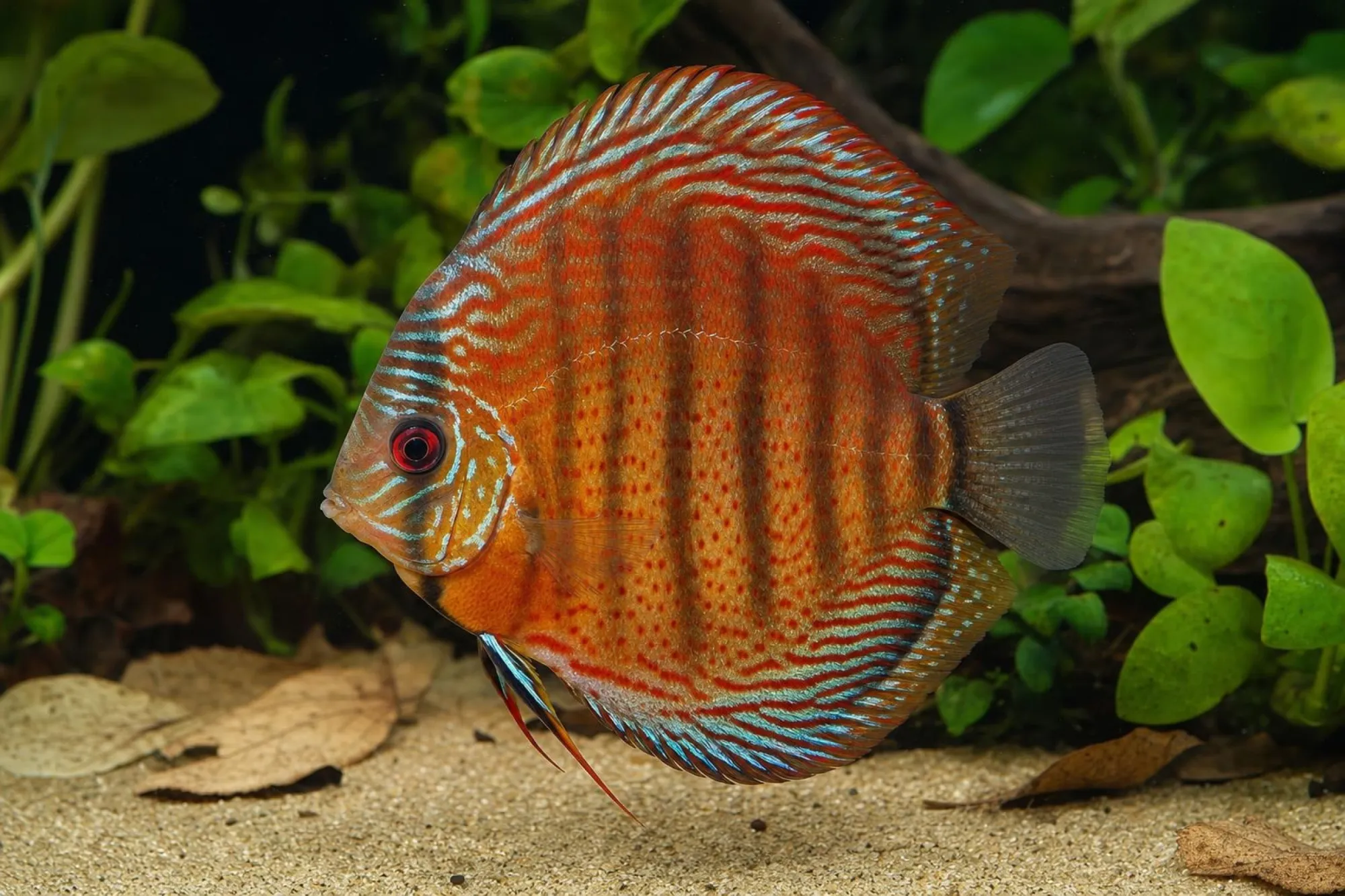 Diskusfisch „Red Stone“, Symphysodon discus, ca. 7,0 cm