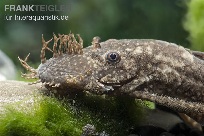 Blauer Antennenwels (echter), Ancistrus dolichopterus L183, 4-6 cm