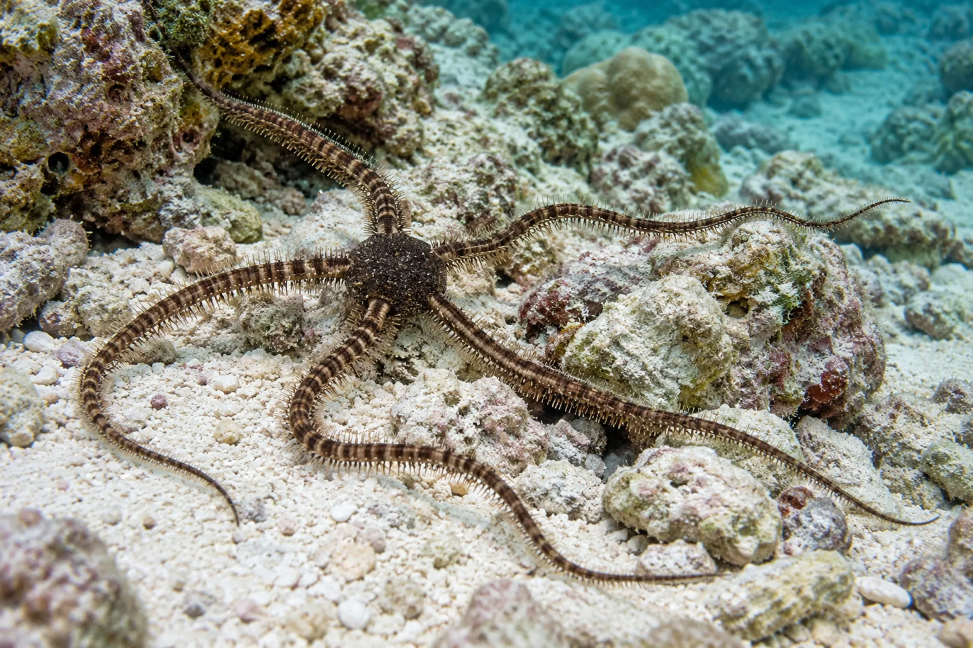 Stachliger Schlangenstern, Ophiocoma echinata