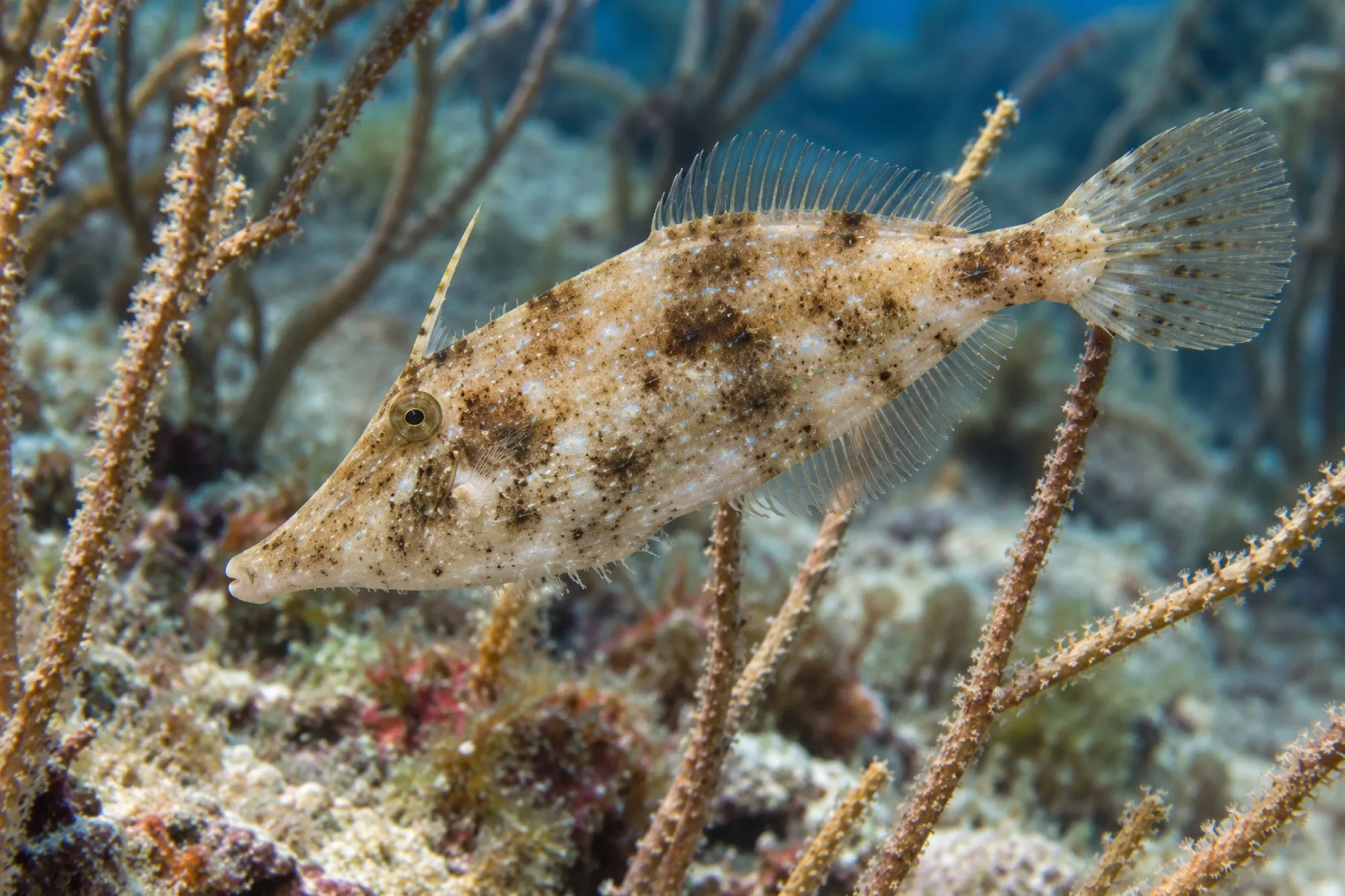Schlanker Feilenfisch, Monacanthus tuckeri