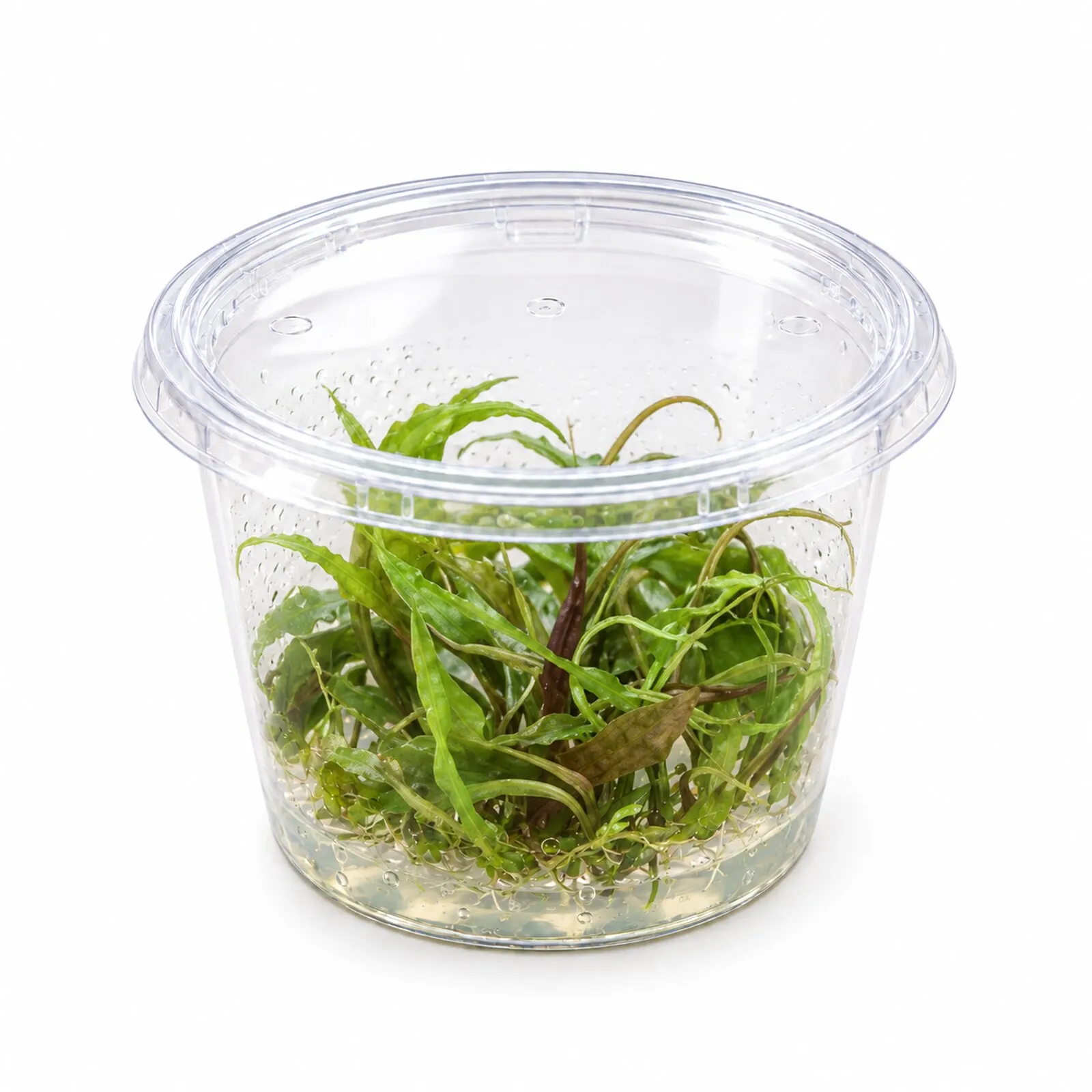 Purpur-Wasserkelch, Cryptocoryne x purpurea, In Vitro