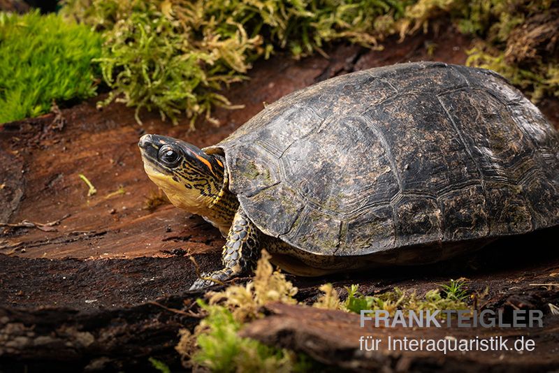 Guyana-Erdschildkröte, Rhinoclemmys punctularia