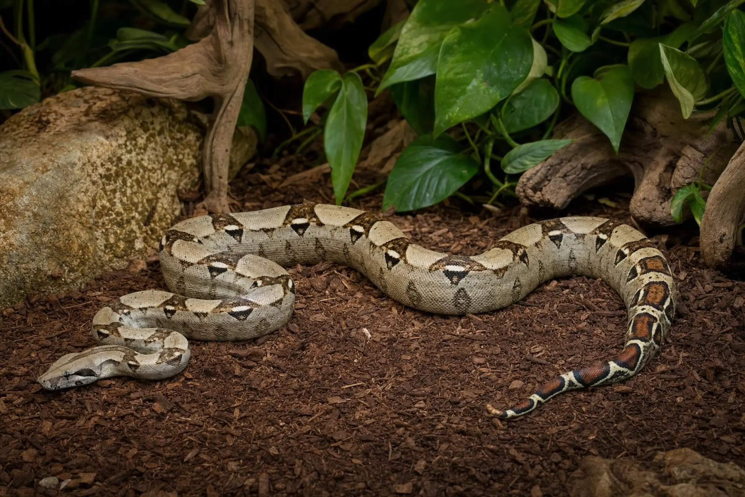 Kaiserboa, Boa c. imperator