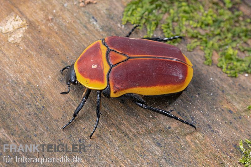 Kongo-Rosenkäfer (Aurantia), Pachnoda marginata aurantia