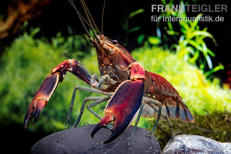 Roter Papuakrebs, Cherax boesemani (Cherax Red Brick), Zufällig ausgewählt