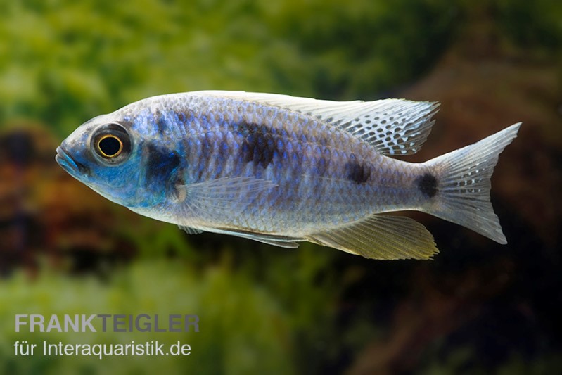 Copadichromis chrysonotus F2, DNZ