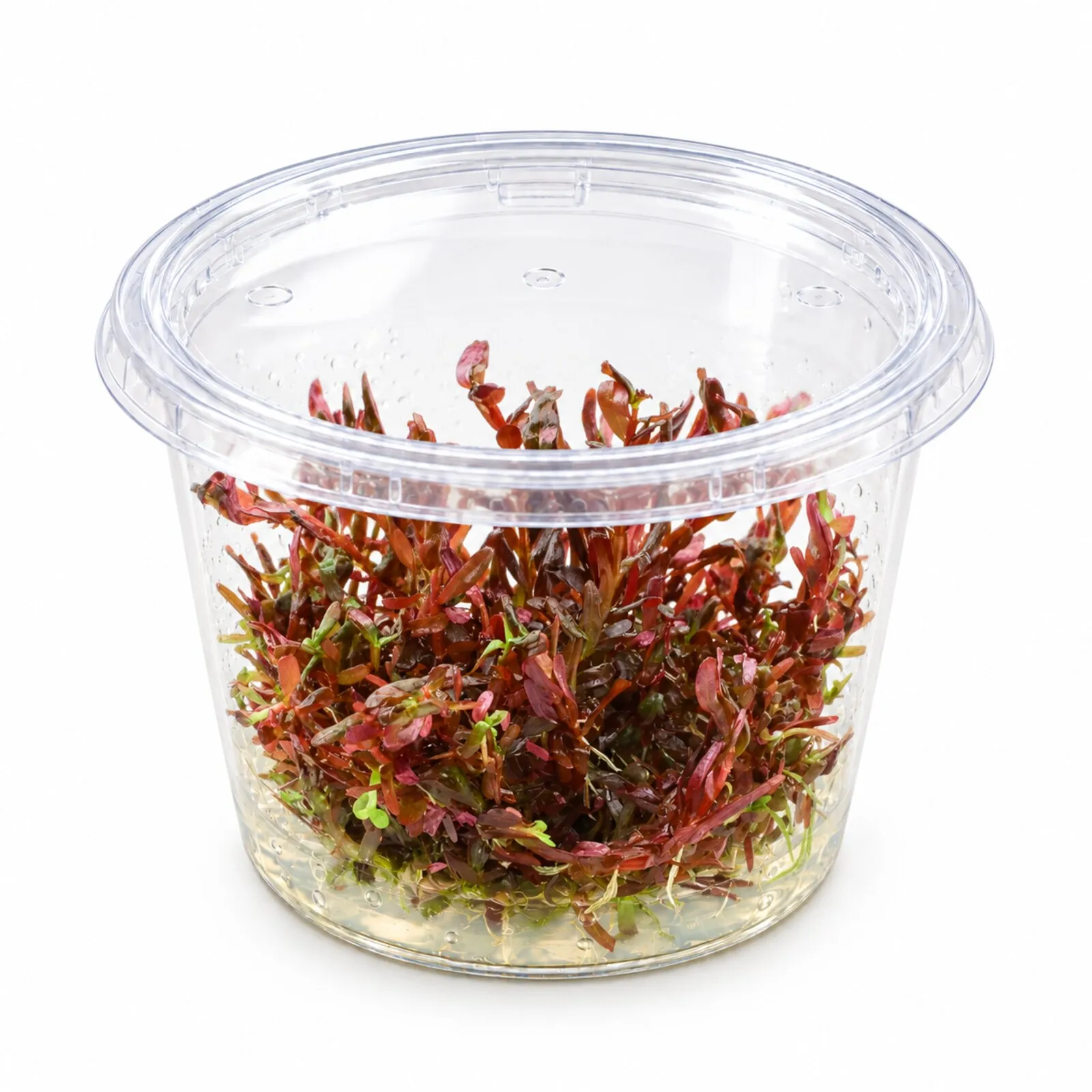 Blutrote Rotala, Rotala rotundifolia "Blood Red", In Vitro