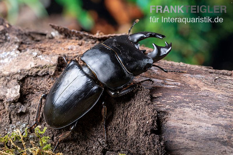 Hirschkäfer, Dorcus alcides, weiblich