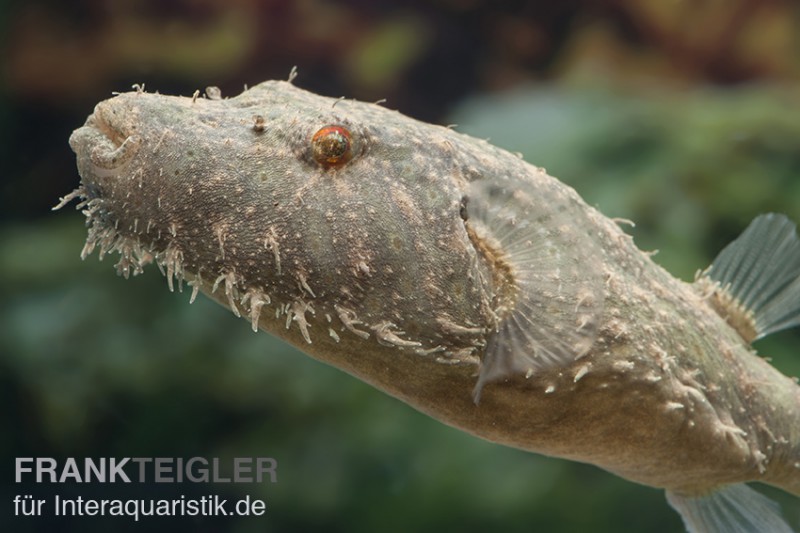 Fetzenkugelfisch, Tetraodon baileyi (Rarität)