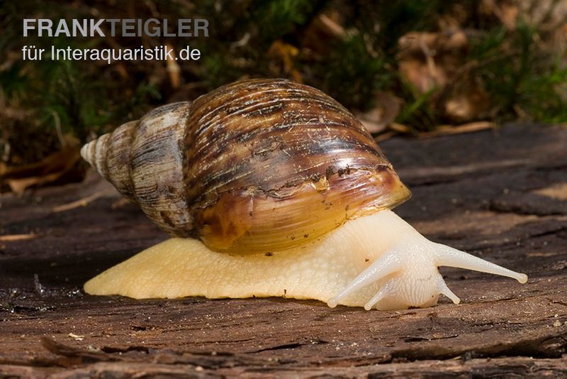  Weisse Achatschnecke, Achatina fulica "White Jade"(Jungtier DNZ)