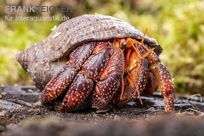 Schwarzer Landeinsiedlerkrebs, Coenobita sp. Black (Größe XL)