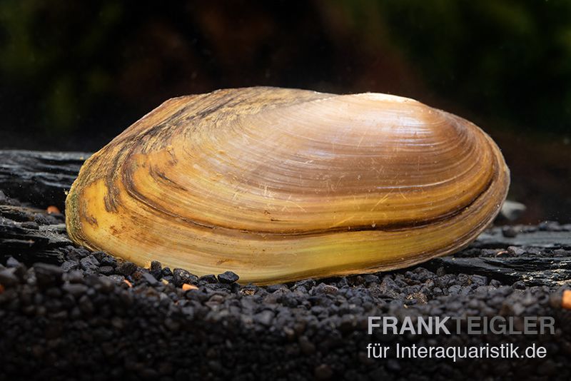 Tropische Süßwassermuschel, Pilsbryoconcha exi