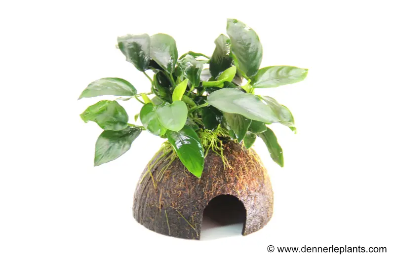 Dennerle Coco Cave mit Anubias, Anubias nana, auf Kokosnusshälfte