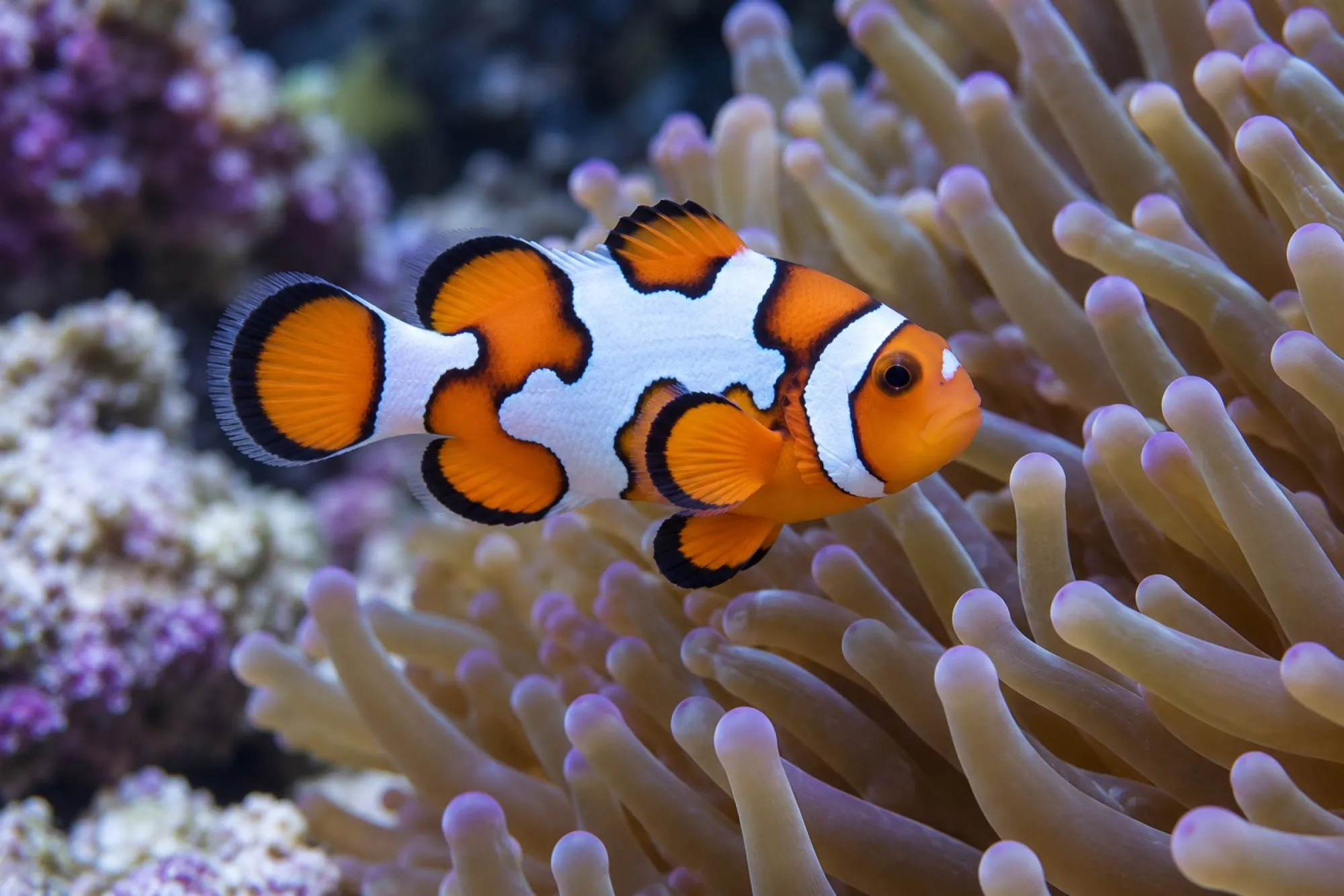 Percula-Clownfisch „Premium Picasso“ Nachzucht, Amphiprion percula