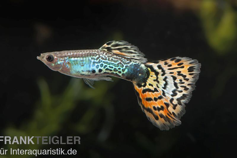 Guppy Leopard, Poecilia reticulata, Guppy Weibchen