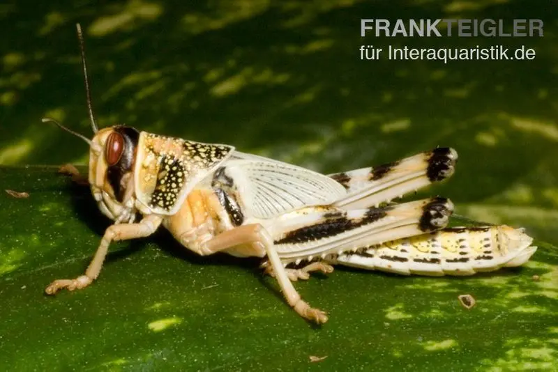 Wüstenheuschrecken, klein, 20 Stück