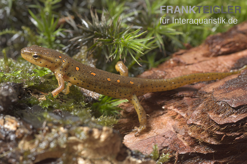 Grünlicher Wassermolch, Notophthalmus viridescens