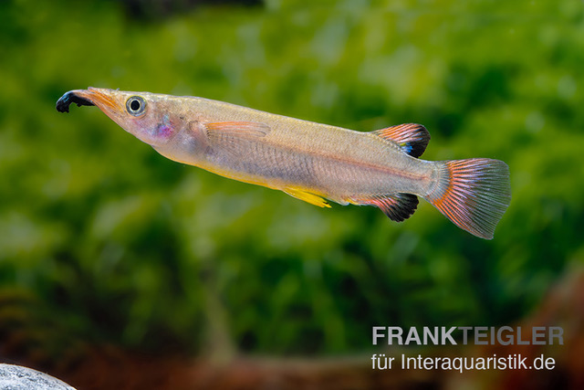 Celebes-Halbschnäbler, Nomorhamphus liemi, DNZ