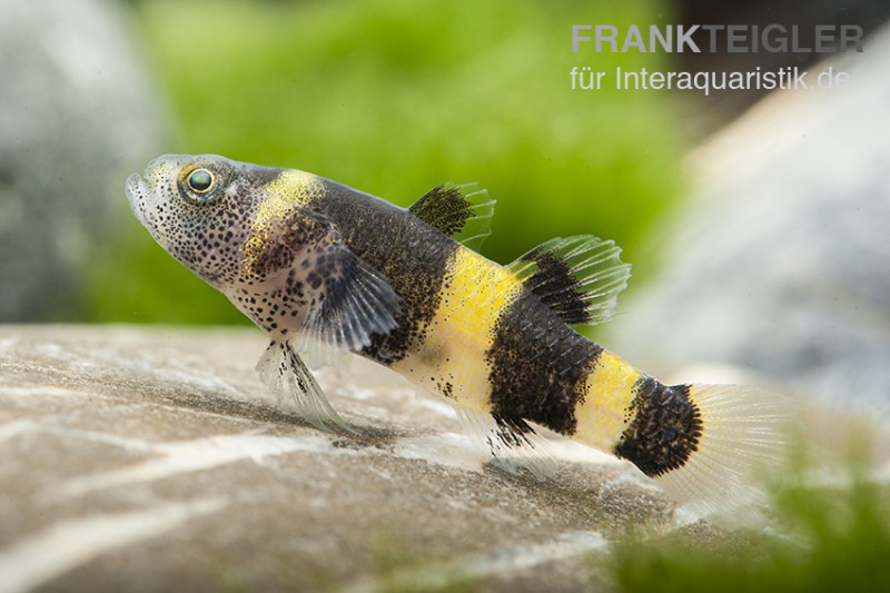 Goldringelgrundel, Brachygobius doriae (Minifisch)