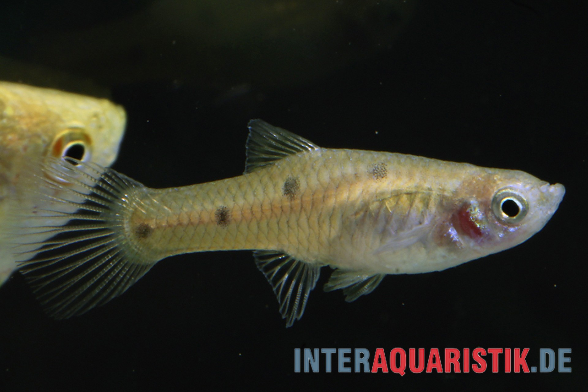 Vierpunkt-Kärpfling, Phallichthys quadripunctatus