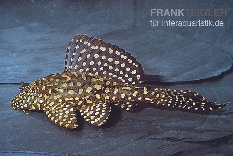 Goldflecken-Segelschilderwels, Glyptoperichthys joselimaianus L001