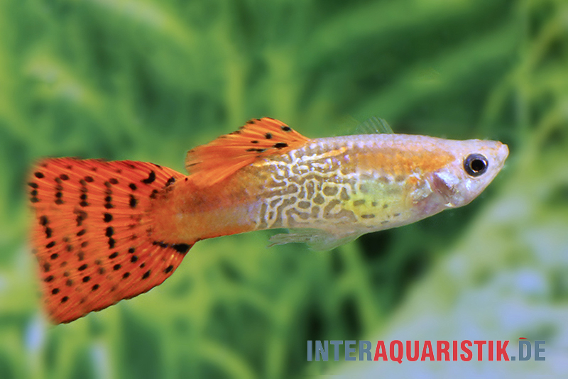 Guppy Cobra rot, Poecilia reticulata