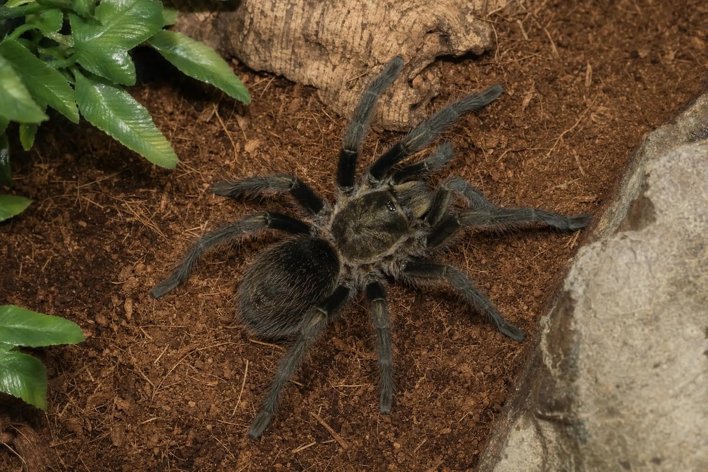 Peruanische Samtvogelspinne, Thrixopelma pruriens