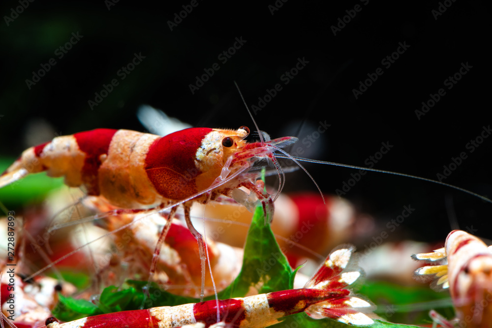 Garnelen mit Gratisversand