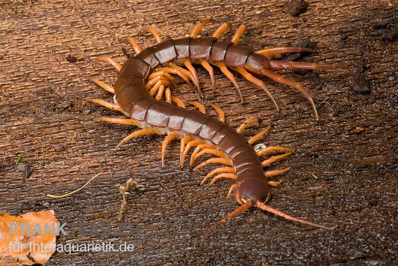 Hundertfüßer, Scolopendra subspinipes "Thai-Red-Dragon"