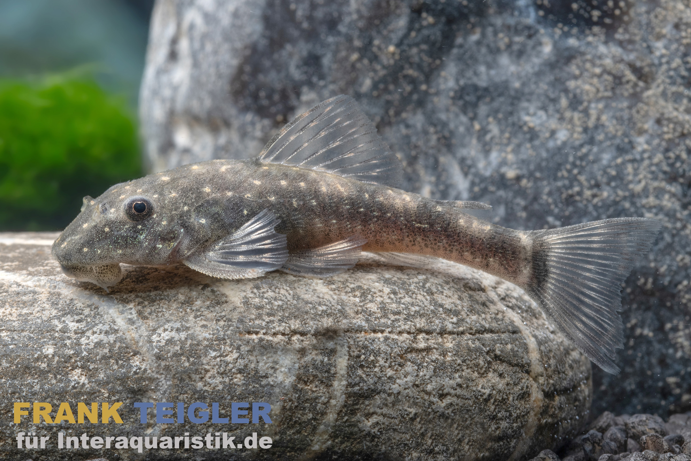 Bahia-Zwergotocinclus, Parotocinclus bahiensis